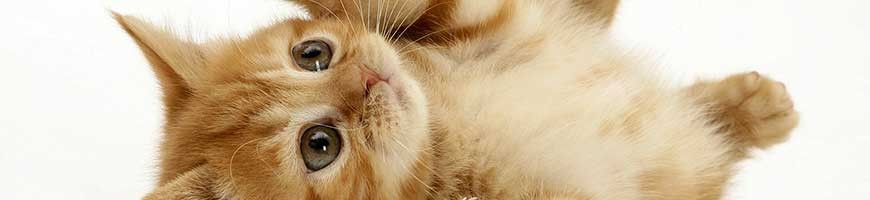 -cats-16140154-1920-1080
